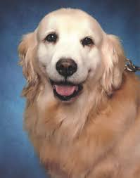 Coeur d'Alene Public Schools facility dog program gets a new name!