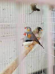 Table bay mall shop 120, cnr of west coast road & birkshire boulevard, sunningdale, cape town, 7439. Pet Boutique Shop South Africa The Y Guide