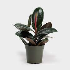 Check spelling or type a new query. Greenery Unlimited Ficus Elastica Burgundy Rubber Plant 4
