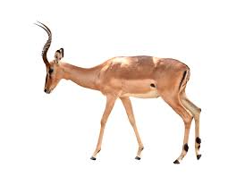 See more of gazzelle on facebook. Gazelle Definition And Meaning Collins English Dictionary