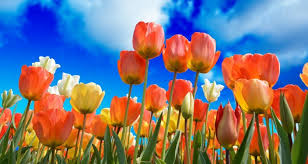 Spring is the season of new beginnings. Dental Care For Kids During Spring Season Sterling Family Dentistry Delta Bc
