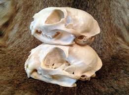 I own a skull of small feline, and have always dismissed it as a mere feral cat skull. Domestic Cat Vs Bobcat Welcome To The Taxidermy Net Forum And Community