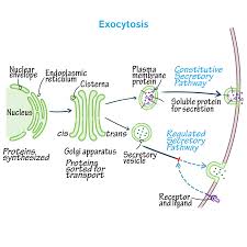 Ap Biology Biochemistry Basics Pogil Answer Key Biochemistry Tutorials Draw It To Know It A Bit Of Cell Bio For Monday Cellbiology Excocytosis Biology Mc Cell Biology Teaching Biology Biology Lessons