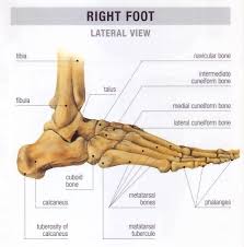This pages lists human bones and shows their positions on a diagram. Engineering The Human Foot Creation Engineering Concepts