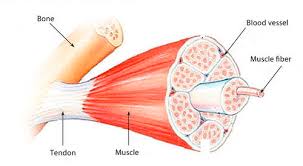 On the chest of a muscular athlete, veins and arteries. 13 16 Skeletal Muscles Biology Libretexts
