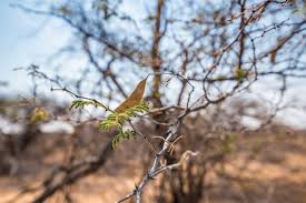 Image result for Acacia fleckii