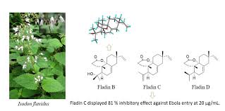 Image result for Isodon