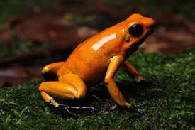 golden poison frog species in world land trust reserves