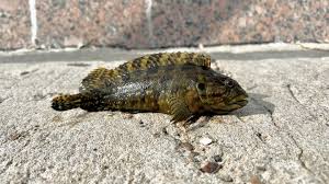 Image result for Blepharis buchneri