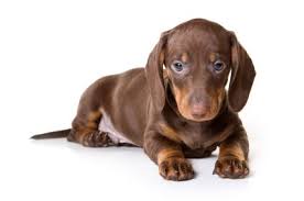 Female Black And Brown Dachshund 101 Brown Female Dog Names Dachshund Puppy Miniature Dachshund Puppies Dachshund Dog