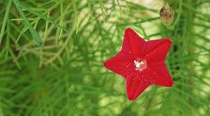 Image result for Ipomoea quamoclit
