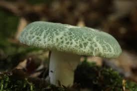 Image result for Russula polyphylla