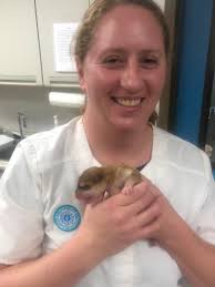 Welcome to the World! Puppies