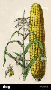 Image result for Zea mays