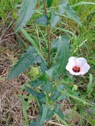 Image result for Pavonia