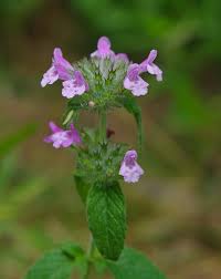 Image result for Clinopodium