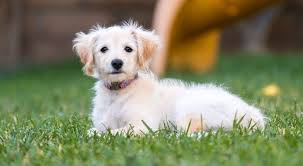 On average, a female labradoodle will normally live a bit longer than its male counterpart with an average of about 1 year longer. 11 Facts Which Will Make You Want To Own A Mini Labradoodle All Things Dogs All Things Dogs