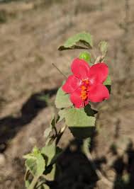 Image result for Astripomoea malvacea