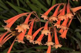 Image result for Cyrtanthus mackenii