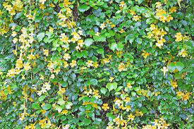 It has become naturalized in other tropical areas of the world where it has escaped cultivation. Wall Of Vine With Yellow Flowers Stock Image Image Of Wall Fresh 38934601