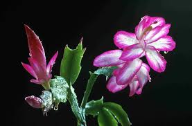 Caring for this plant can be a bit tricky as you need to take care not to overwater or underwater it. Toxic Holiday Plants And The Risk To Children And Pets