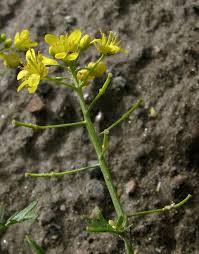 Image result for Rorippa nudiuscula