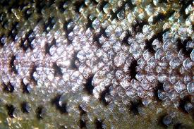 (redirected from oncorhynchus mykiss aquilarum). Rainbow Trout Oncorhynchus Mykiss Jungledragon