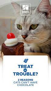 Can Cats Eat Chocolate Hill S Pet In 2021 Cats Funny Animal Jokes Cat Nutrition