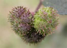 Image result for Urena lobata