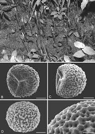 Image result for Helinus spartioides