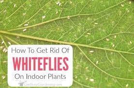 Jul 10, 2021 · this looks like a euonymus shrub. How To Get Rid Of Whiteflies On Indoor Plants For Good