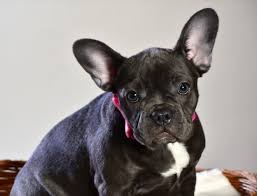Walking time is much more exciting with the beautiful and cheerful snoopy patterns available. French Bulldog Facts Breeders And All You Need To Know Dogslife Dog Breeds Magazine