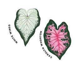 Maybe you would like to learn more about one of these? Nama2 Jenis Bunga Keladi Admin Timbang Green Nursery Facebook