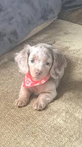 English cream sired, champion bloodlines. Meet Toulouse My Mini Long Haired Dapple And Most Favorite Girl Dachshund