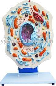 We did not find results for: Animal Cell Teaching Model Animal Cells Model Animal Cell Project Cell Model