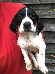 Maybe you would like to learn more about one of these? Sold Female Coast Bound German Shorthaired Pointers Facebook