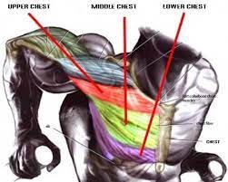 Moreover, the other muscular systems found inside the chest are digestive, circulatory and respiratory muscles which are not very noticeable, but they significantly have impact on complete human organism. How To Do Chest Dips Workout Video Guide Weighteasyloss Com
