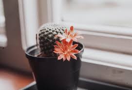 This is when the plant is resting and becomes dormant so you will need to keep the soil more on the drier side. How Long Does A Cactus Flowers Last Cactusway