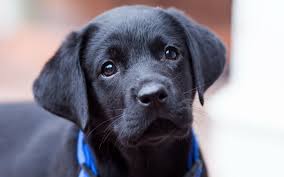 If you are unable to find your labrador retriever puppy in our puppy for sale or dog for sale sections, please consider looking thru thousands of labrador retriever dogs for adoption. Labrador Puppies Wallpaper Hd Cool Hd Wallpaper Hivewallpaper Cute Black Labrador Puppy 1920x1200 Wallpaper Teahub Io