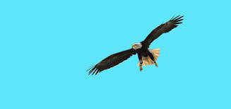 Последние твиты от birds of prey (@birdsofpreywb). Can Birds Of Prey Be An Effective Deterrent For Pest Control