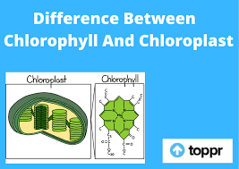 What types of cells contain chloroplasts? Difference Between Chlorophyll And Chloroplast In Tabular Form