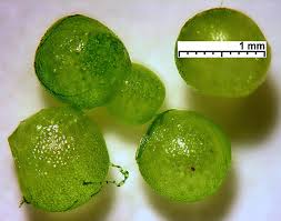 Image result for Wolffia