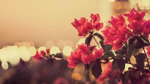 Vintage Flower Photography Background Wallpaper Vintage Flowers Wallpaper Floral Wallpaper Desktop Flower Wallpaper