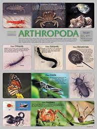 Phylum Athropoda One Of My Favorite Phyla Of Animals Because Of Their Diversity And Seemingly Alien Anatomy And Physiology Art Arthropods Zoology My Animal