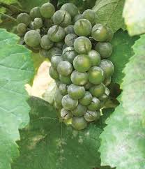 Although all plants can get the fungus, certain species are more susceptible to it. Hansen Research Leads To Better Control For Grape Disease Good Fruit Grower