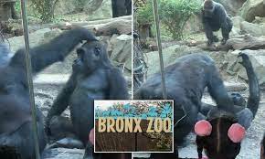 Giant male primate shocks families at Bronx Zoo by performing sex act on  his pal | Daily Mail Online