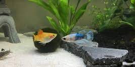 Also, killifish tend to be fin nippers, so use caution with them. Can Betta Fish Live With Other Fish