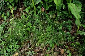 Image result for Cyperus dubius