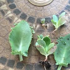 Live Plant Rooted Succulent Kalanchoe Pinnata Starter Plant Miracle Plant Perennial Herb In 2020 Easy Plants To Grow Starter Plants Mexican Hat Plant