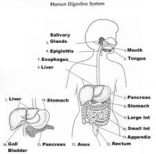 Human liver and gallbladder normal anatomy diagrams, two different views, unlabeled. Resultado De Imagen Para Draw Digestive System Digestive System Diagram Human Digestive System Digestive System Worksheet